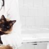 Treatment Options for Pets with Acute Diarrhea