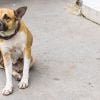 Help! My Dog is Still Itchy! | Ask Dr. Joi