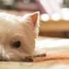 Dental Cleaning For Diabetic Pets | Ask Dr. Joi