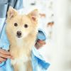 Ask Dr. Joi: Pet Grooming & Cleaning