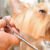Pet Grooming Ideas to Save You Money