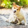 Which Heartworm & Flea Preventatives Are Best For My Pet?