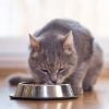 Diet Tips for Diabetic Pets