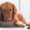 Pet Diabetes Diet Choices Can Greatly Affect Blood Glucose Levels