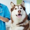 Marvels of Modern Veterinary Medicine
