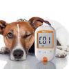 Education Is Key to Success with Pet Diabetes Management | Ask Dr. Joi