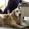 What To Do With Insulin When Your Diabetic Pet Is Vomiting Or Not Eating