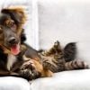 Pet Treats, Pet Insulin Injection Timing and Dr. Joi's Thoughts
