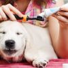 Dental Health Month for Pets