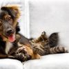 Immunotherapy for Allergic Dogs