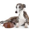 Underweight Diabetic Dogs and Test Strips | Ask Dr. Joi