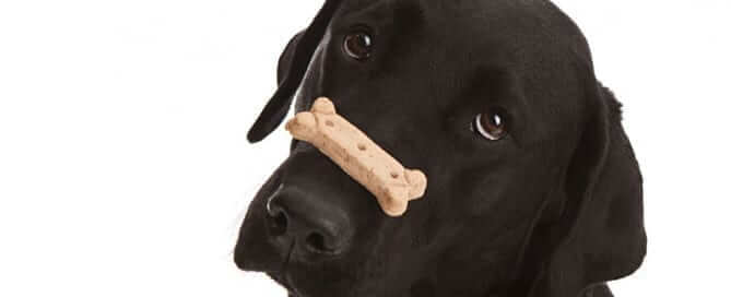 Dog with treat on nose