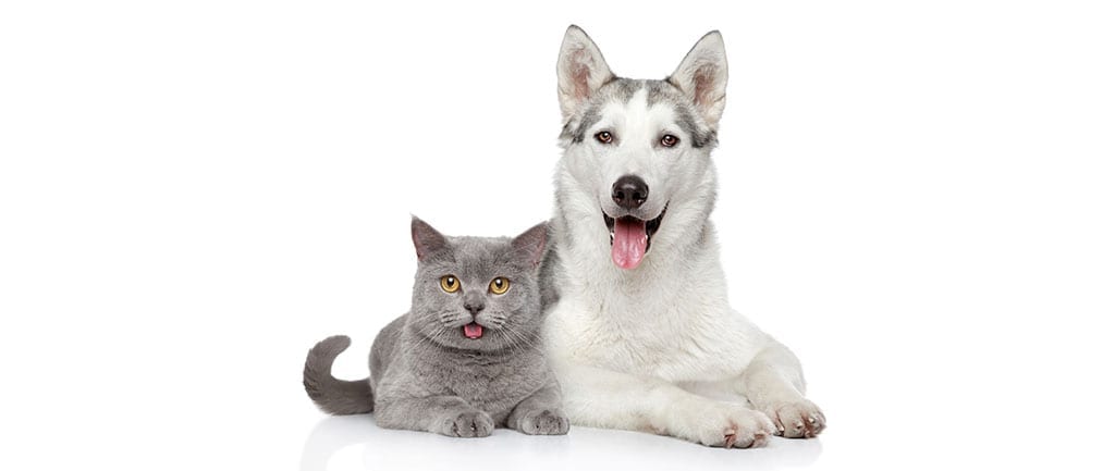 Husky and Grey Cat Panting