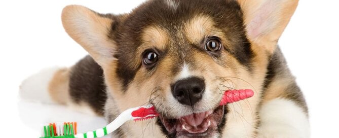 Dog With Red and Green Toothbrush