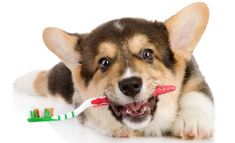 Dog with red and green toothbrush