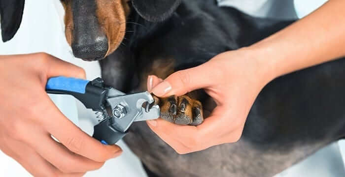 Dog nail trimmer