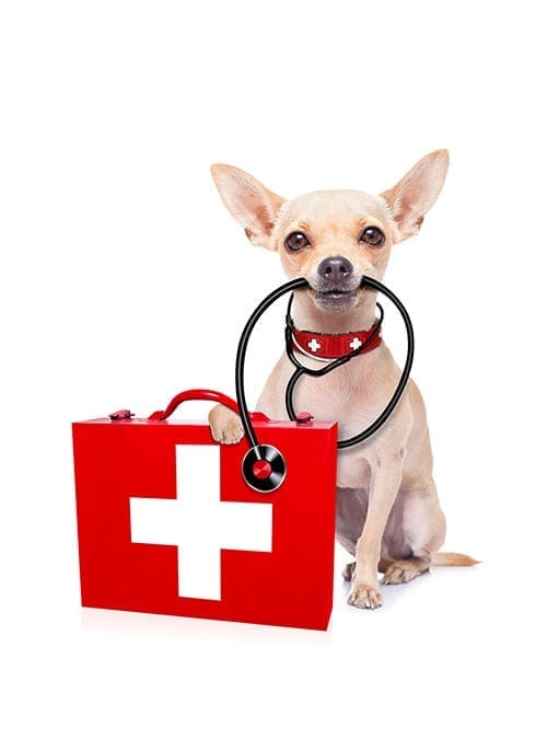 Dog with Pet first aid kit