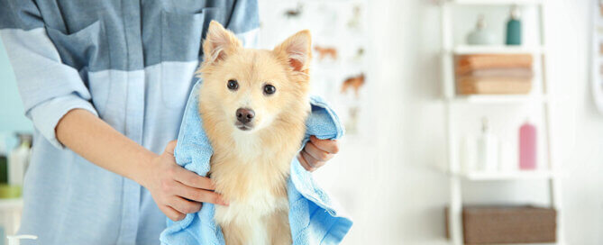 Dog getting dried after a bath