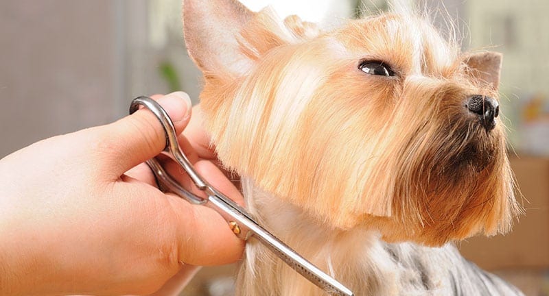 Dog getting hair trimmed - Featured Image