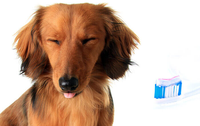 Dog Doesn't Like to Brush