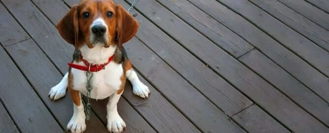 Sitting Beagle at Risk for Heartworm
