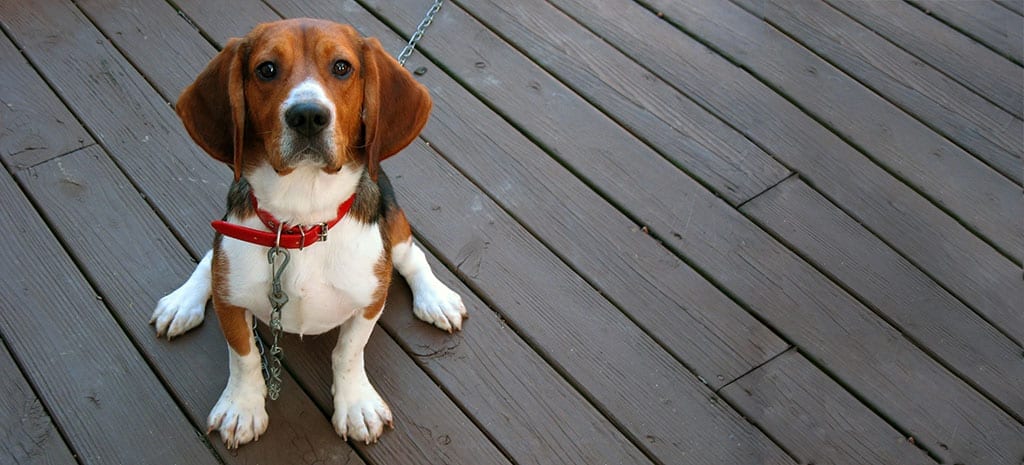 Sitting Beagle at Risk for Heartworm
