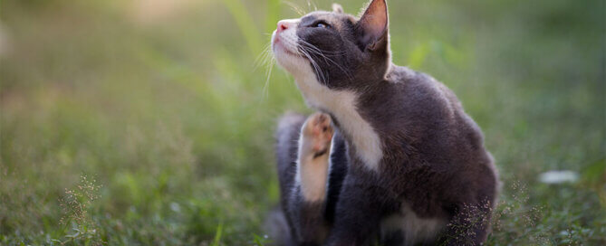 Cat scratching itself