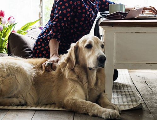 What To Do With Insulin When Your Diabetic Pet Is Vomiting Or Not Eating
