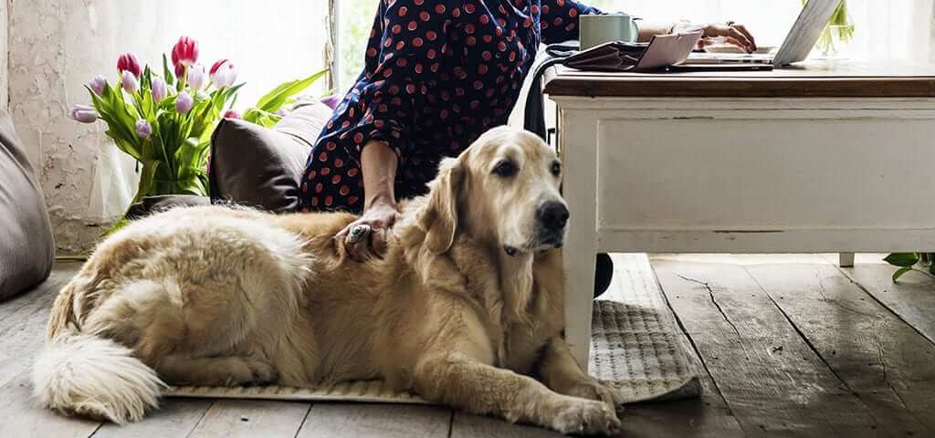 Dog sitting next to owner being comforted