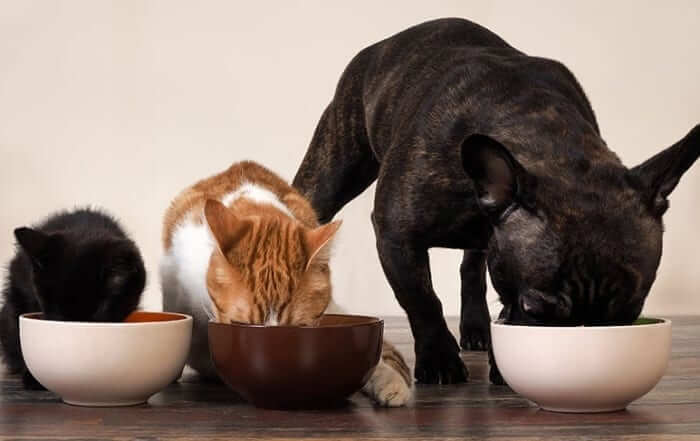 Cats and dog eating food