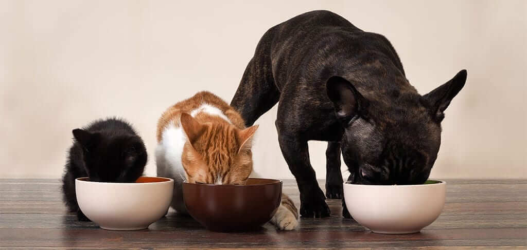 Cats and dog eating food