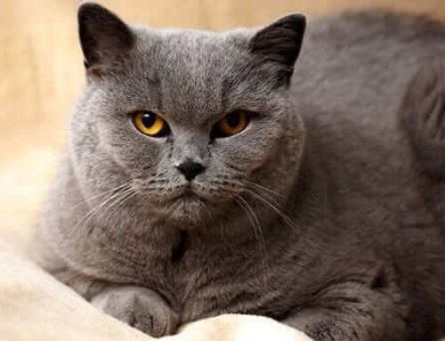 Why Does My Cat Hate Me?