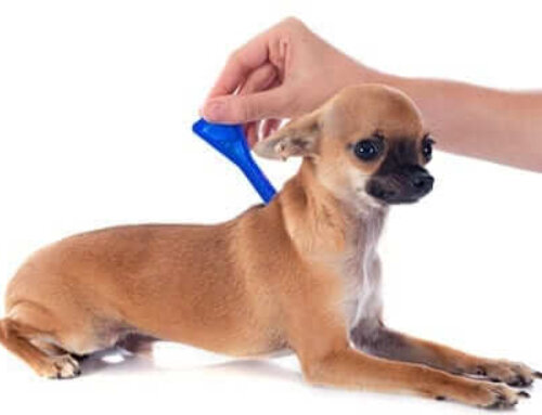 Cool New Choices in Flea & Tick Meds