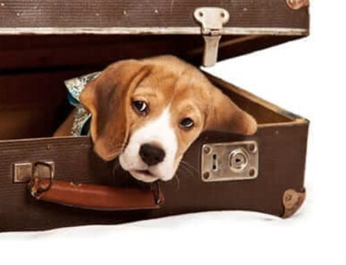 Pet Diabetes: Consistency in Diabetes Management