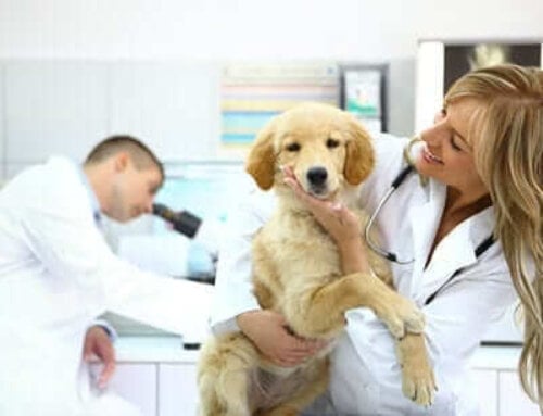 Lab Work for Diabetic Pets: How Often?