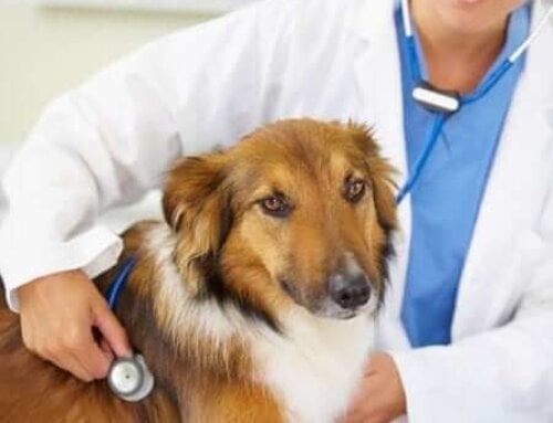 Vaccines in the News