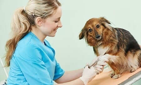 Veterinarian treating Dog
