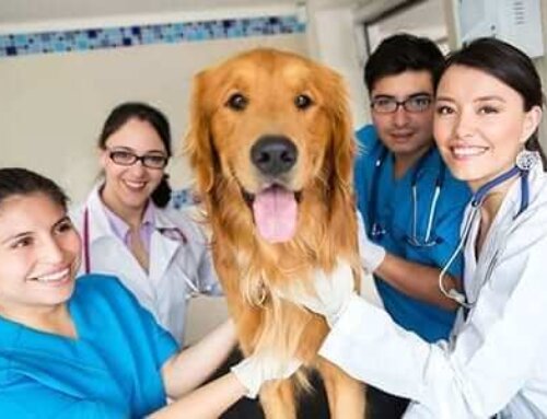 What to Do With Conflicting Medical Advice?