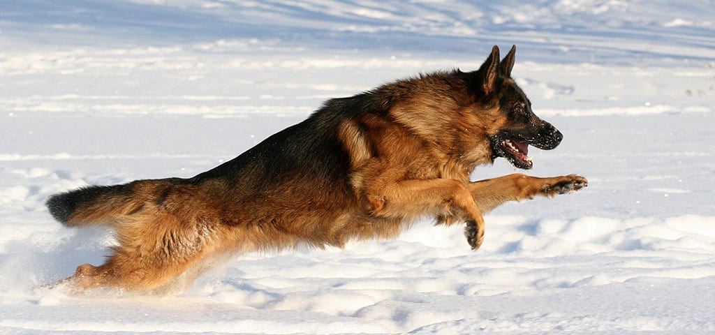 German Shepherd Dog Running in Snow