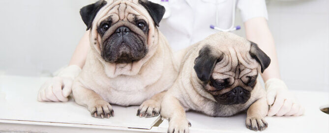 Pugs at a Vet Appointment