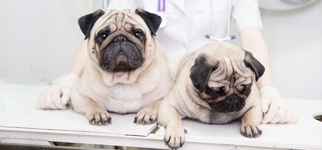 Pugs at a Vet Appointment