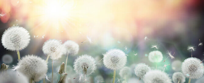 Field of Dandy Lions