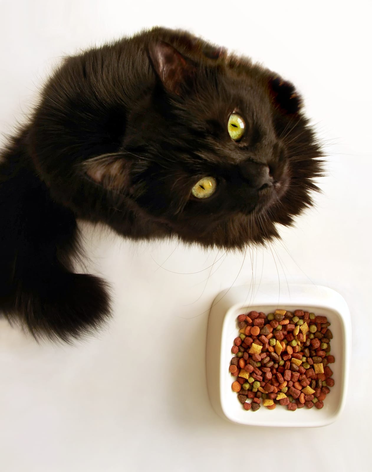 Cat on Low Carb Diet