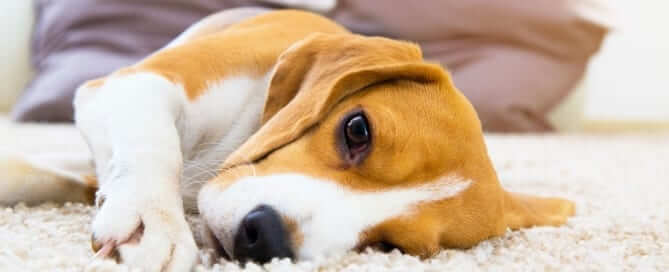 Beagle Laying Down