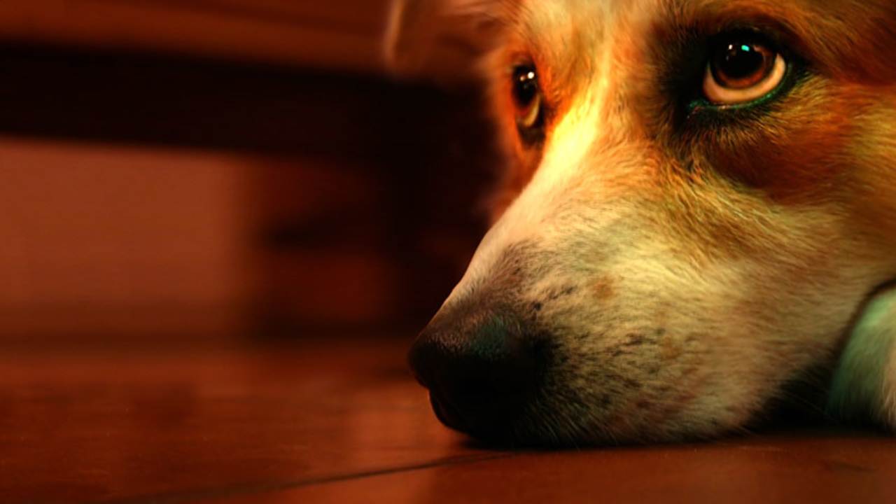 ppa dog incontinence