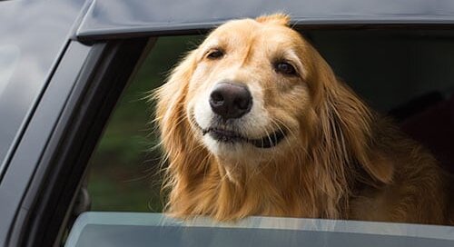 Dog Smiling