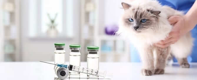 Cat with Insulin next to it