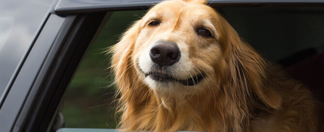 Dog Smiling With His Head Out of a Car Window