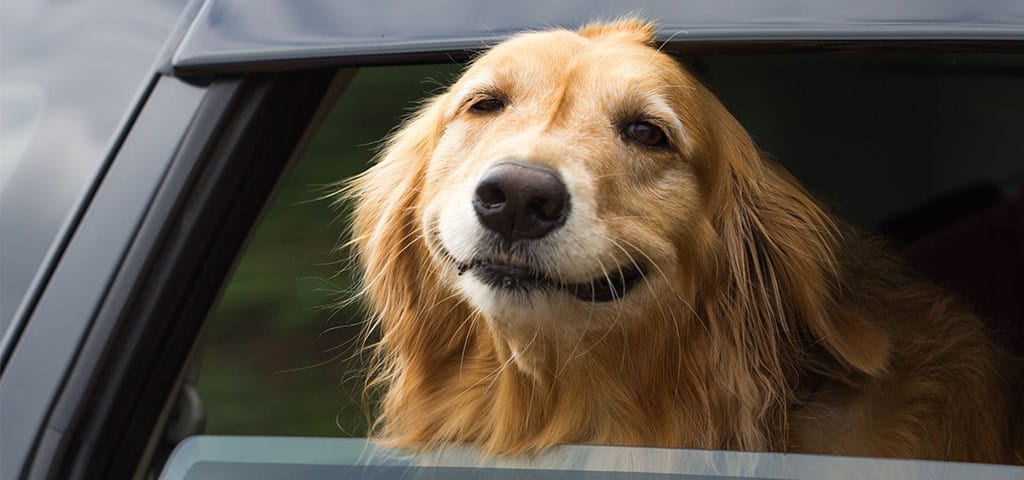Dog smiling with his head out of a car window