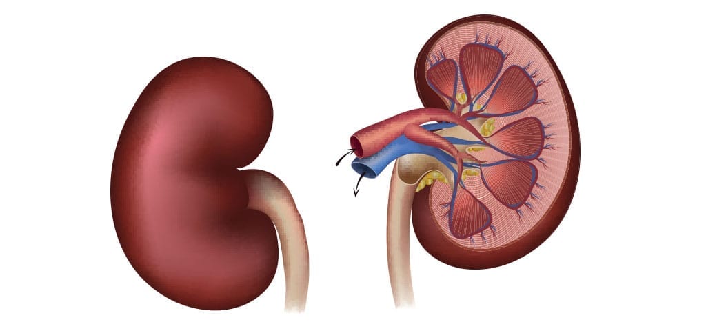 Human Kidney Reference